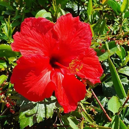 Maison d'hôtes Pio Xii - Local Ponta Delgada