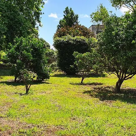 Pio Xii - Local Ponta Delgada