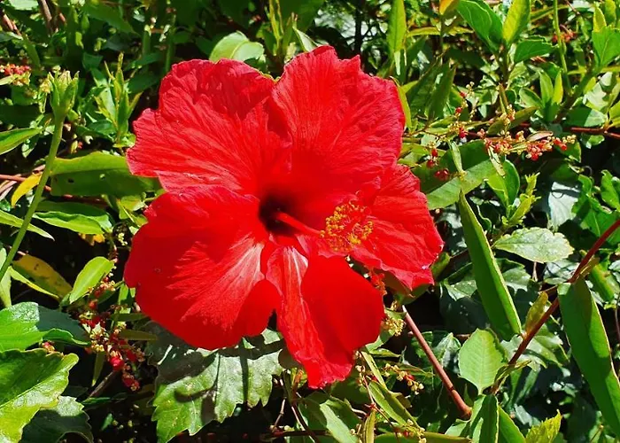 게스트하우스 Pio Xii - Local Ponta Delgada